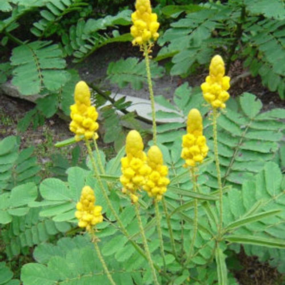 Candlestick Cassia  Seeds